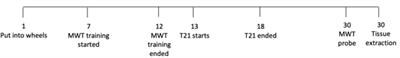 Impaired Morris water task retention following T21 light dark cycle exposure is not due to reduced hippocampal c-FOS expression